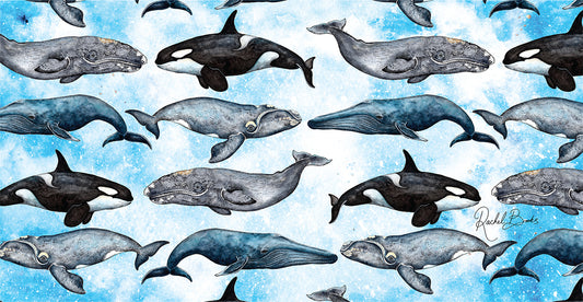 Polar Tube - Mixed Whales