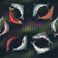 Polar Tube - Salmon in the Lights